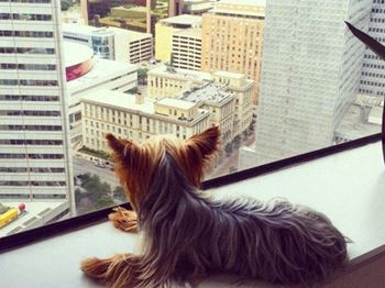 Pet friendly community - breed restrictions apply